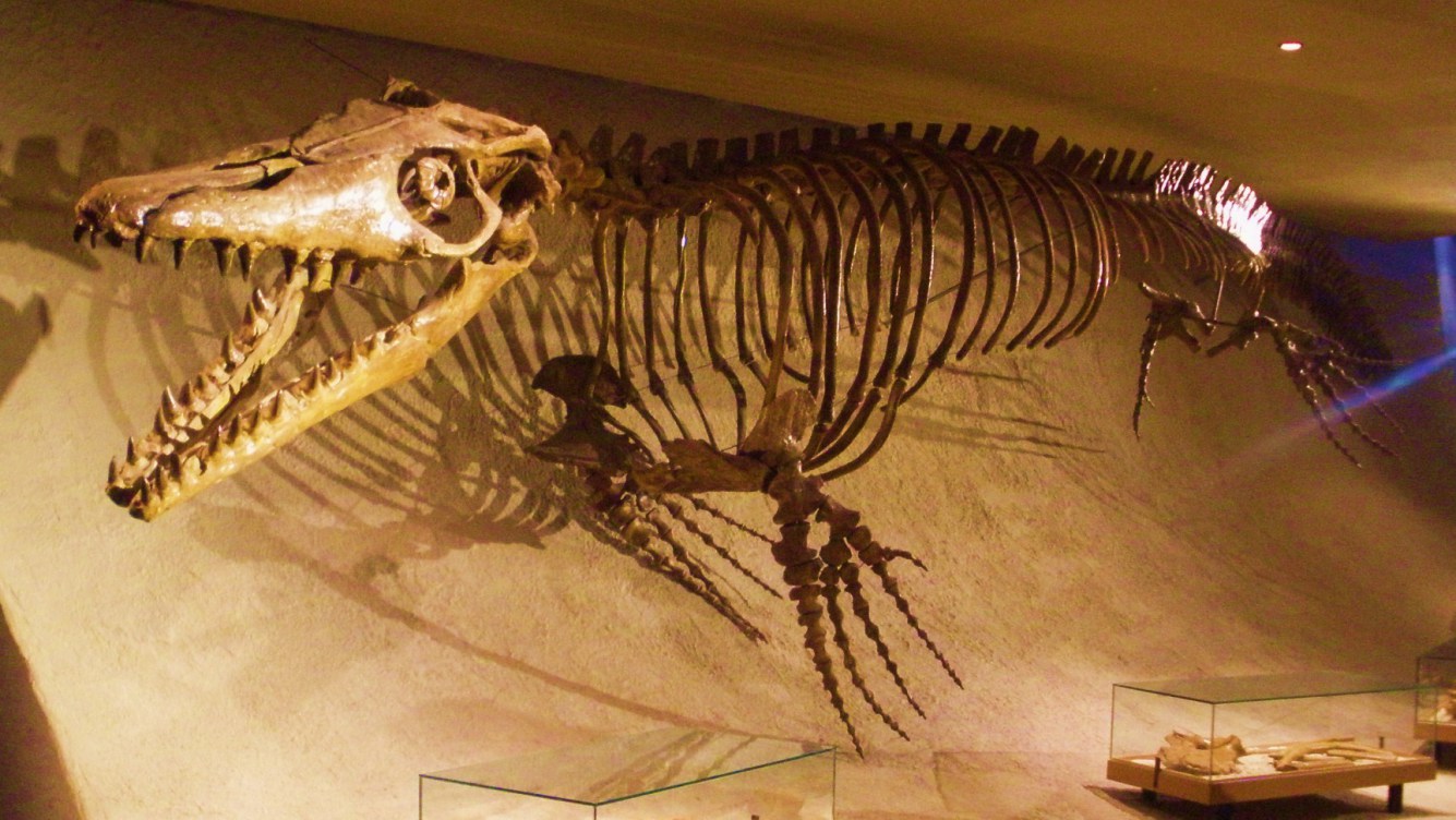 Mosasaurus hoffmannii   skeleton