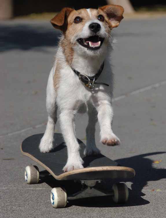 Skateboarding dog