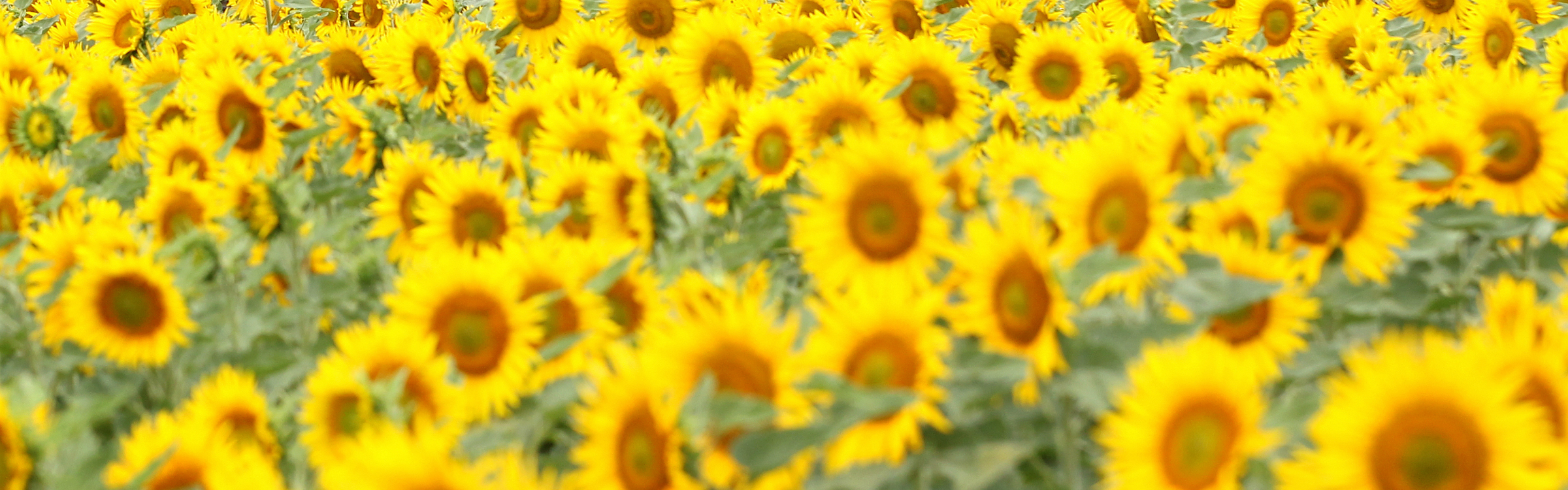 Sander header